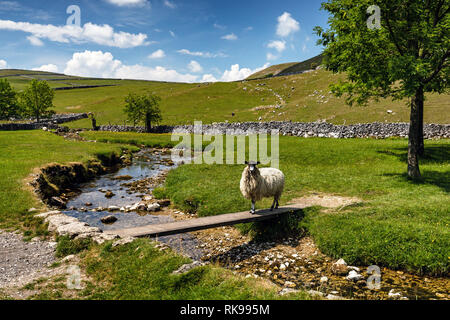 Ein Schaf über eine Brücke in den Yorkshire Dales National Park bei Gordale Scar in der Nähe von Malham Yorkshire England Großbritannien Stockfoto