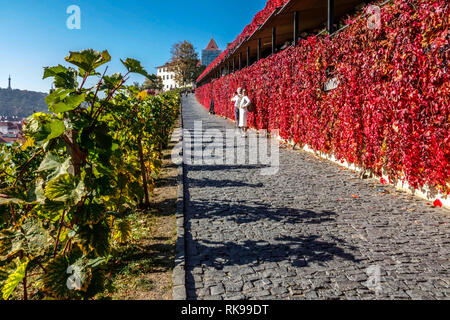 Prager Herbst, Straße zur Prager Burg Hradcany links St. Wenzel Weinberg, rechts eine Weinbar mit einem Blick auf die Stadt Prag Tschechische Republik Europa Weinstraße Stockfoto