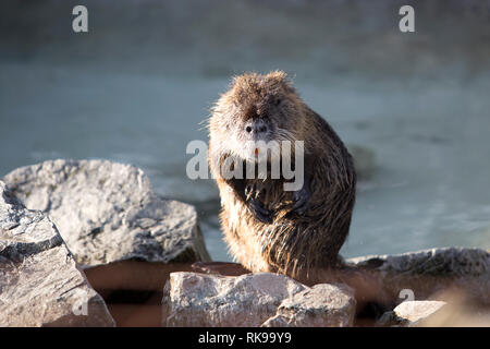 Porträt einer Nutria sitzen auf den Felsen Stockfoto