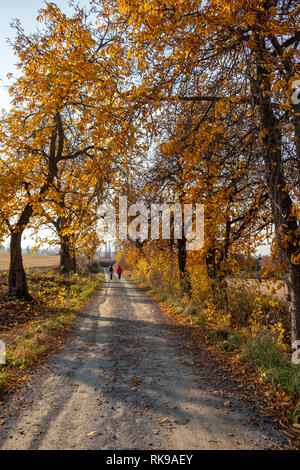 Sonntag Nachmittag Spaziergang im Herbst Stockfoto