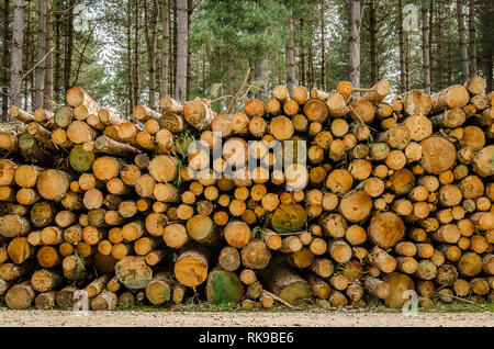 Stapel schneiden Baumstämme, Rendlesham Wald Stockfoto