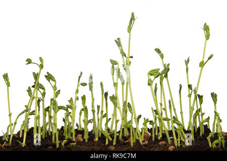 Sweet pea Sprossen, in der Nähe bis zu Textur der jungen Sweet pea Sprößlinge auf weißem Hintergrund Stockfoto