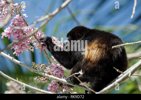 Golden-mantled Heulen monkey Fütterung auf rosa Blüten der Akazie Stockfoto