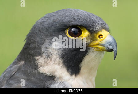 Wanderfalke Portrait Stockfoto