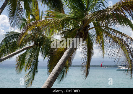 Palmen beugte sich über das Meer, mit Booten in den Hintergrund - Bocas Del Drago, Isla Colon-Archipel Bocas del Toro, Panama Stockfoto