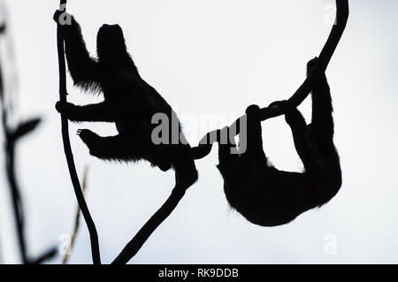 Silhouette von zwei Steckplätze auf einem Zweig hängend auf der Insel San Cristobal - Bocas del Toro, Panama Stockfoto