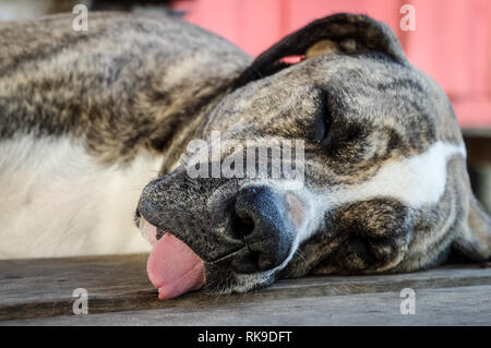 Lazy Dog schlafen mit seiner Zunge heraus hängen auf einem alten Anlegestelle auf Cristobal Island - Archipel Bocas del Toro, Panama Stockfoto