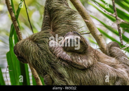 Brown-throated Trägheit heraus hängen in einem Baum auf der Isla Cristobal im Archipel Bocas del Toro, Panama Stockfoto