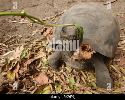 Riesenschildkröte tragen grüne Blatt auf den Seychellen. Stockfoto