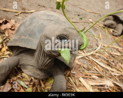 Riesenschildkröte Essen grünes Blatt auf den Seychellen. Stockfoto