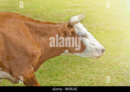 Red Cow auf der grünen Wiese. Seitenansicht Stockfoto