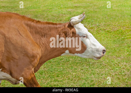 Red Cow auf der grünen Wiese. Seitenansicht Stockfoto