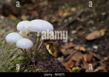 Weiße Pilze wachsen auf moosigen Wald anmelden. Stockfoto