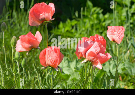 Coral Reef orientalischer Mohn (Papaver Orientale) in einem Garten. Stockfoto