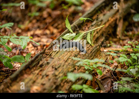 Schwarz slug in einer regnerischen Wald in Slowenien, Europa - 2018 Stockfoto