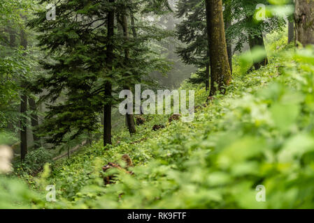 Sommer in einer regnerischen Wald in Slowenien, Europa - 2018 Stockfoto