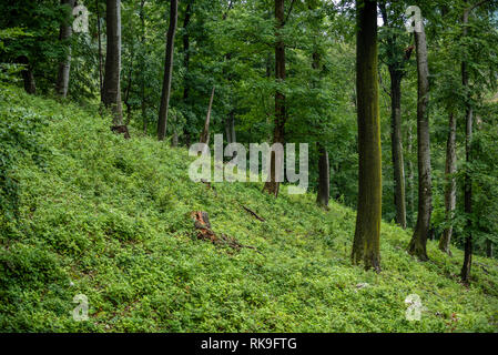 Sommer in einer regnerischen Wald in Slowenien, Europa - 2018 Stockfoto