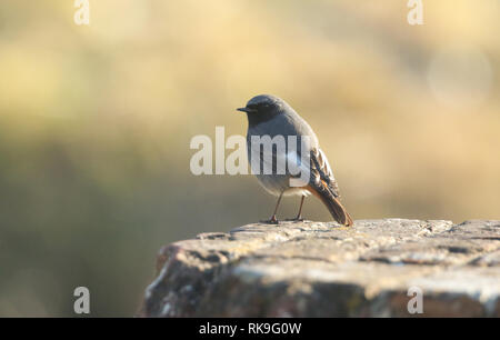 Einen schönen männlichen Schwarzen, redstart Phoenicurus ochruros, hocken auf einem fort Wand in Großbritannien. Es ist die Jagd auf Insekten zu essen. Stockfoto