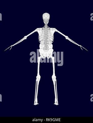 Polygonale Drahtmodell des menschlichen Skeletts mit inneren Organen. Ansicht von hinten. Vector Illustration. Stock Vektor