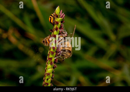 Honey Bee in Pollen auf dem Kopf sitzt auf einem grünen Pflanze mit lila Blumen bedeckt. Marienkäfer ist auch in Aussicht, Marienkäfer und Biene auf unten rechts Stockfoto