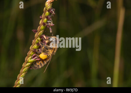 Honey Bee kriechen auf einer waagrechten Pflanze auf der linken Seite auf der Suche nach Nektar. Biene mit scharfen Augen auf der Suche nach Blume Saft Honig zu machen Stockfoto