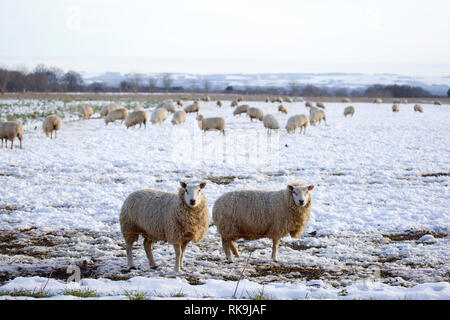 Herde von Schafen in Feld im Winter Stockfoto
