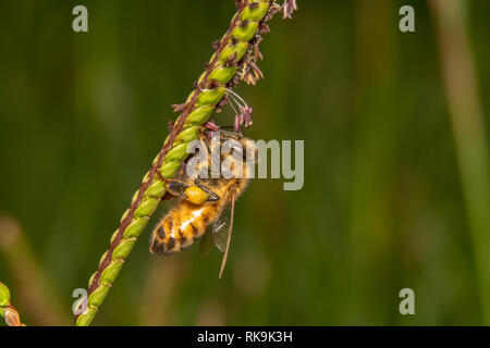 Honey Bee fest umarmt auf einen Titel grüne Pflanze mit lila Blumen auf der Suche nach Nektar. Stockfoto