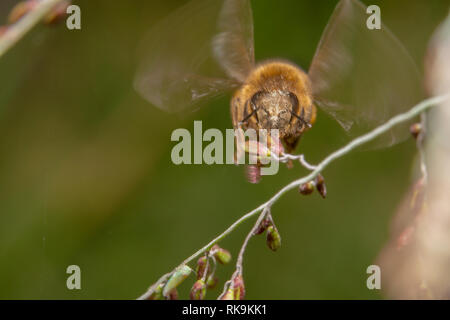 Honig Biene auf der Suche nach Blumen für Nektar. Bienen fliegen auf die Kamera mit großen Augen und Flügel flattern immer noch auf der Seite. Biene eingefroren Mitte - Flug Stockfoto