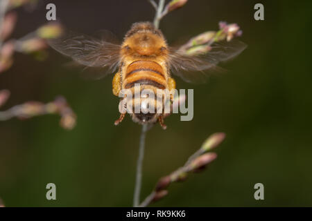 Honey Bee Schuß von hinten fliegen in Richtung Blumen auf der Suche nach Nektar. Biene weg Fliegen und schweben in der Luft Stockfoto