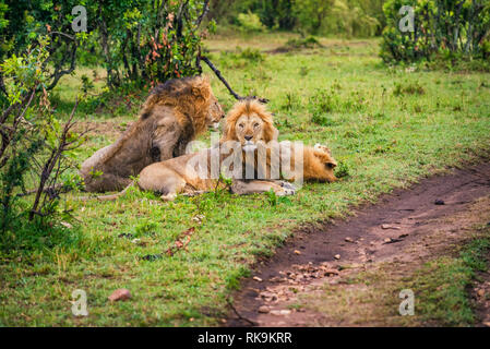 Gruppe der männlichen Löwen ruht Stockfoto