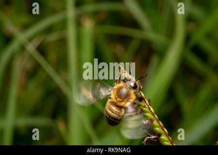 Biene Trink-/auf der Suche nach Nektar aus einer grünen Pflanze mit kleinen violetten Blüten. Honey Bee sieht aus wie ein Hubschrauber ist über zu landen. Gefrorene flappy Flügel Stockfoto