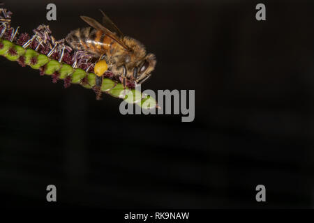 Biene Trink-/auf der Suche nach Nektar aus einer grünen Pflanze mit kleinen violetten Blüten. Neugierige Honey Bee ist zu Fuß nach unten auf eine grüne Pflanze zeigt von links Stockfoto