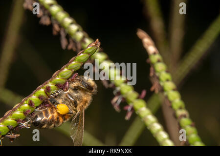 Biene Trink-/auf der Suche nach Nektar aus einer grünen Pflanze mit kleinen violetten Blüten. Biene nach oben auf eine diagonale Anlage Stockfoto