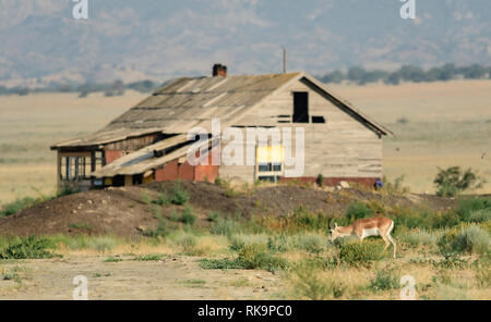 Goitreed Gazelle (Gazella subgutturosa) vorbei an einem verlassenen Bauernhof im Nationalpark Vashlovani, Georgia. Stockfoto