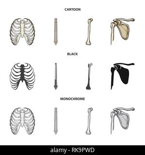 Rippe, Wirbelsäule, Femur, Cage, Chiropraktik, gebrochen, Becken, Röntgen, Backbone, Fibel, Hüfte, Leib, Wirbelsäule, Shin, Becken-, Osteoporose, Tibia, Brustbein, Körperhaltung, Bruch, Bein, Brustbein, Chirurgie, Kalzium, Schmerzen, gesund, Verletzung, Treibholz, Gesundheit, Bewegung, Medizin, Klinik, Biologie, Medizin, Knochen, Skelett, Anatomie, menschliche Organe, Set, Vector, Icon, Illustration, isoliert, Sammlung, Design, Element, Grafik, Vektor, Vektoren, Stock Vektor