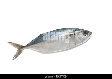 Frische Makrele Fisch auf weißem Hintergrund Stockfoto