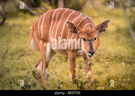 Eine weibliche Nyala für einen Moment angehalten, während der beweidung in Umkhuze Game Reserve, Isimangaliso Wetland Park, Südafrika Stockfoto