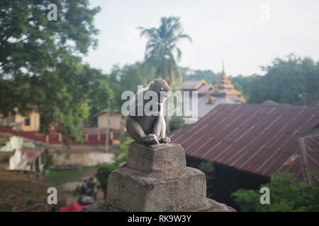 Monywa, Myanmar - 24. September 2016: Affen an der Hpo Win Daung Höhlen komplexe Stockfoto