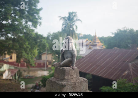 Monywa, Myanmar - 24. September 2016: Affen an der Hpo Win Daung Höhlen komplexe Stockfoto