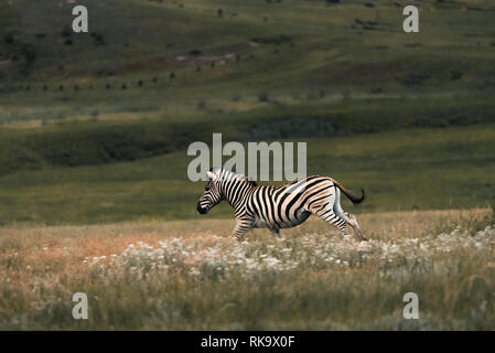 Ein Zebra läuft durch das Gras in der Dämmerung in den Golden Gate Highlands Nationalpark, Drakensberge, Südafrika Stockfoto