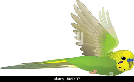 Vektor cartoon Animal clipart: fliegender Wellensittich Stock Vektor