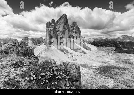 Potentilla nitida Blüten. Tre Cime di Lavaredo Berggipfel. Die Drei Zinnen Nature Park. Schwarz Weiß Berglandschaft. Die Dolomiten. Italien. Stockfoto