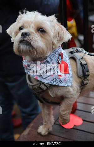 London, Großbritannien. 10. Februar 2019. Millie die Terrier mix auf der Alle Hund die Angelegenheit Valentine's Hund spazieren, Hampstead Heath, London: Paul Brown/Alamy leben Nachrichten Stockfoto