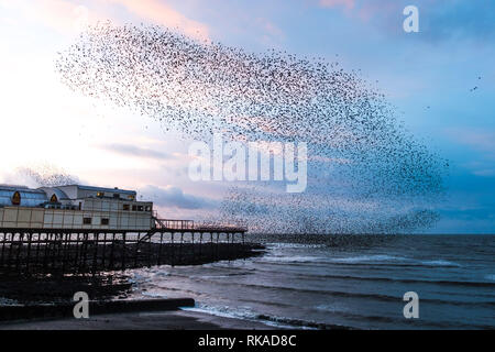 Aberystwyth, Wales, UK. 10. Februar 2019. UK Wetter: Bei Sonnenuntergang an einem windigen Abend als Sturm Erik schließlich bläst sich heraus, riesige Herden von Zehntausenden von Stare (als "Adar yr Eira' bekannt - jetzt Vögel" in die walisische Sprache) führen Sie ihre spektakulären bin urmurations" in den Himmel, wie Sie von Ihren täglichen Nahrungsaufnahme zurück für die Nacht auf den Wald von Gusseisen Beine unter Victorian seaside von Aberystwyth Pier zum roost. Credit: Keith Morris/Alamy leben Nachrichten Stockfoto
