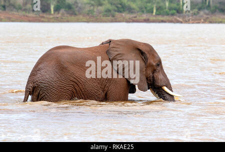 Ein Elefant kreuzt eine kleine Körper von Wasser in der afrikanischen Savanne Stockfoto