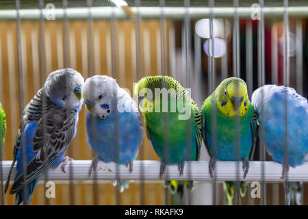 Kleine farbige Dekor Vögel im Käfig. Stockfoto
