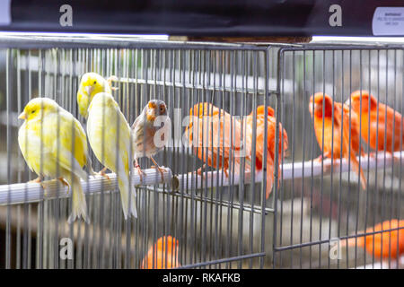 Kleine farbige Dekor Vögel im Käfig. Stockfoto