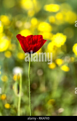 Rote anemone Close-up auf einem unscharfen Hintergrund von gelben Blumen Stockfoto