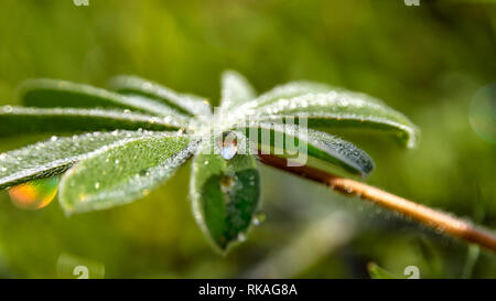 Close-up Dew Drop auf Lupine Blatt auf unscharfen Hintergrund Stockfoto