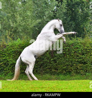 Hellgrau Hengst bäumt sich nach oben auf die grüne Wiese. Vertikale, Seitenansicht, in Bewegung. Stockfoto